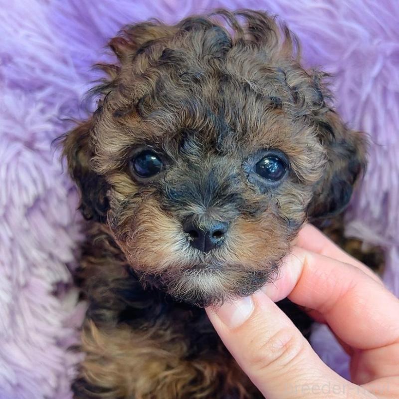 販売中の千葉県のタイニープードル-452615の3枚目