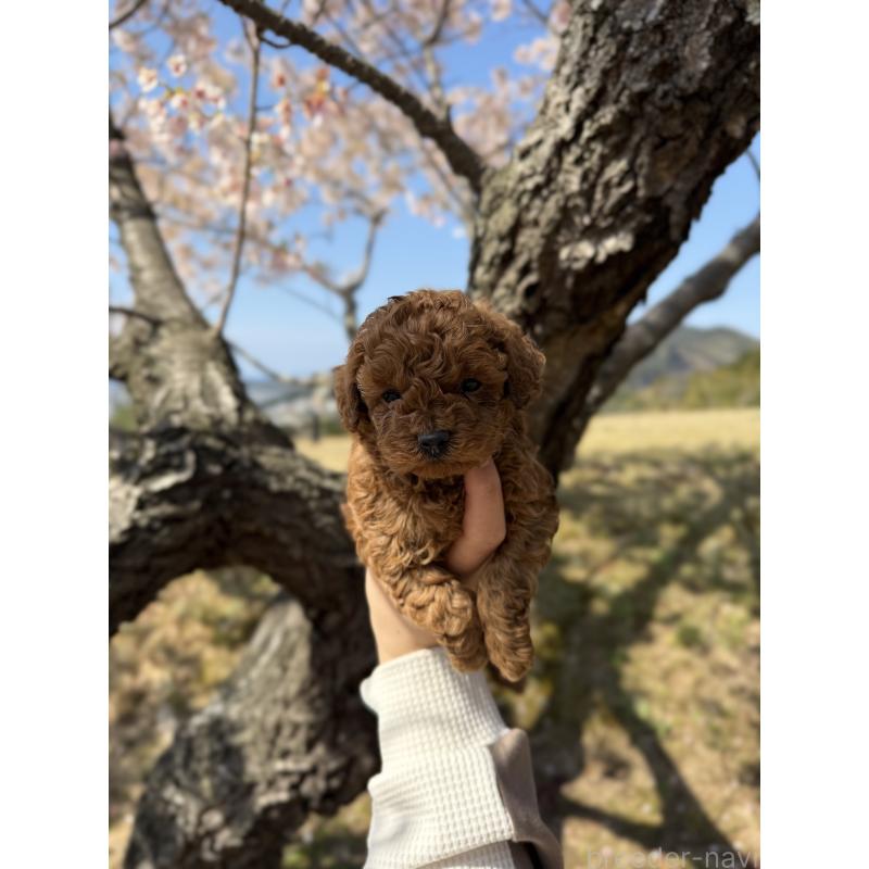 販売中の山口県のトイプードル-452616の5枚目