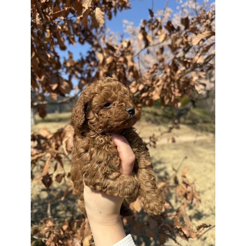 販売中の山口県のトイプードル-452616の3枚目