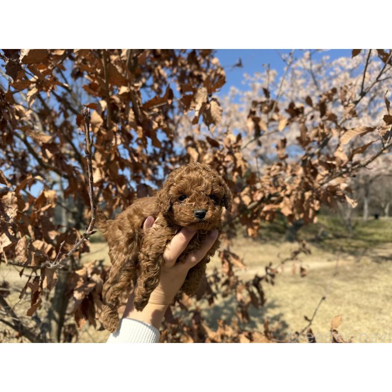販売中の山口県のトイプードル-452616の2枚目