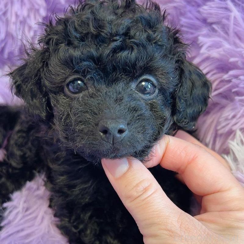 販売中の千葉県のタイニープードル-452617の3枚目