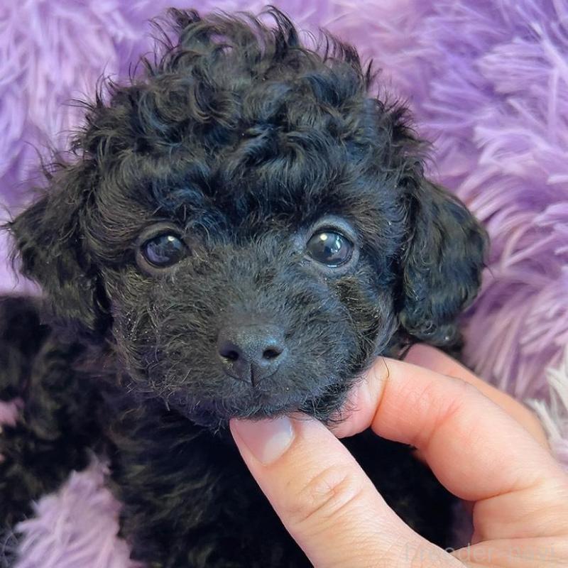 販売中の千葉県のタイニープードル-452617の2枚目