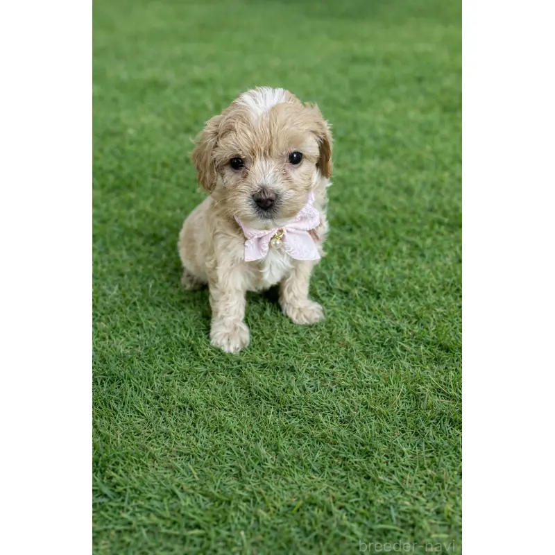 販売中の千葉県のマルプー:マルチーズ×トイプードル-452618の5枚目