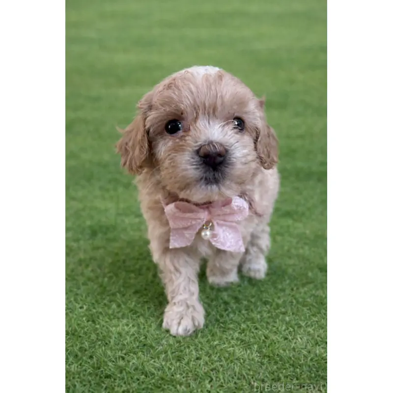 販売中の千葉県のマルプー:マルチーズ×トイプードル-452618の4枚目