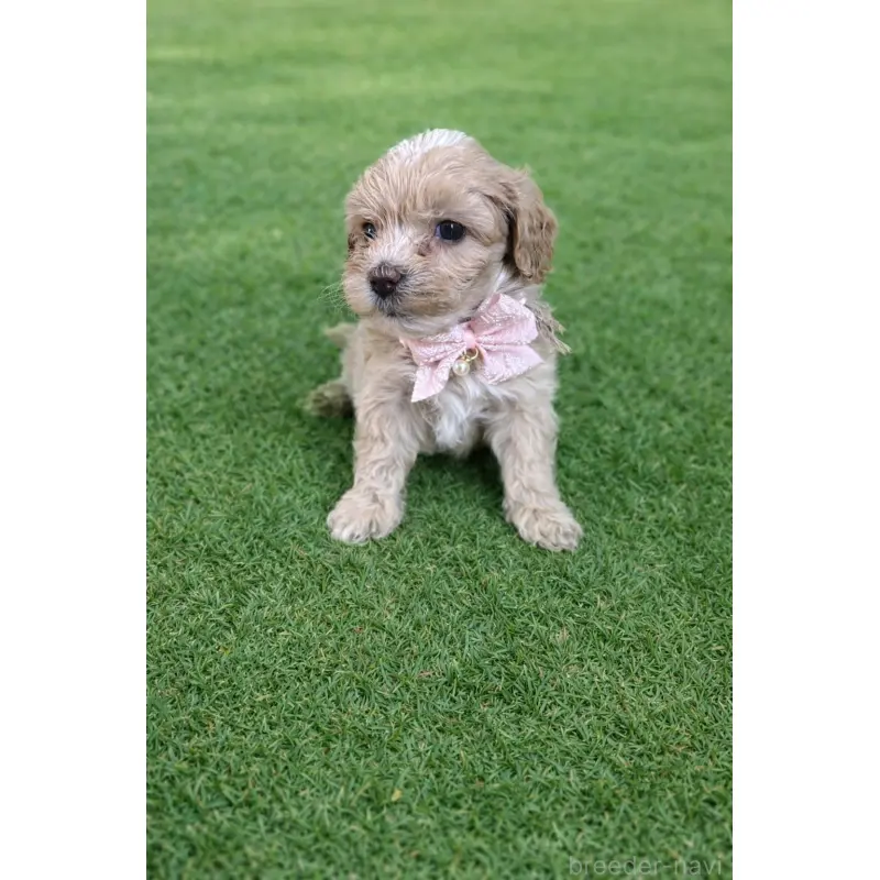 販売中の千葉県のマルプー:マルチーズ×トイプードル-452618の3枚目