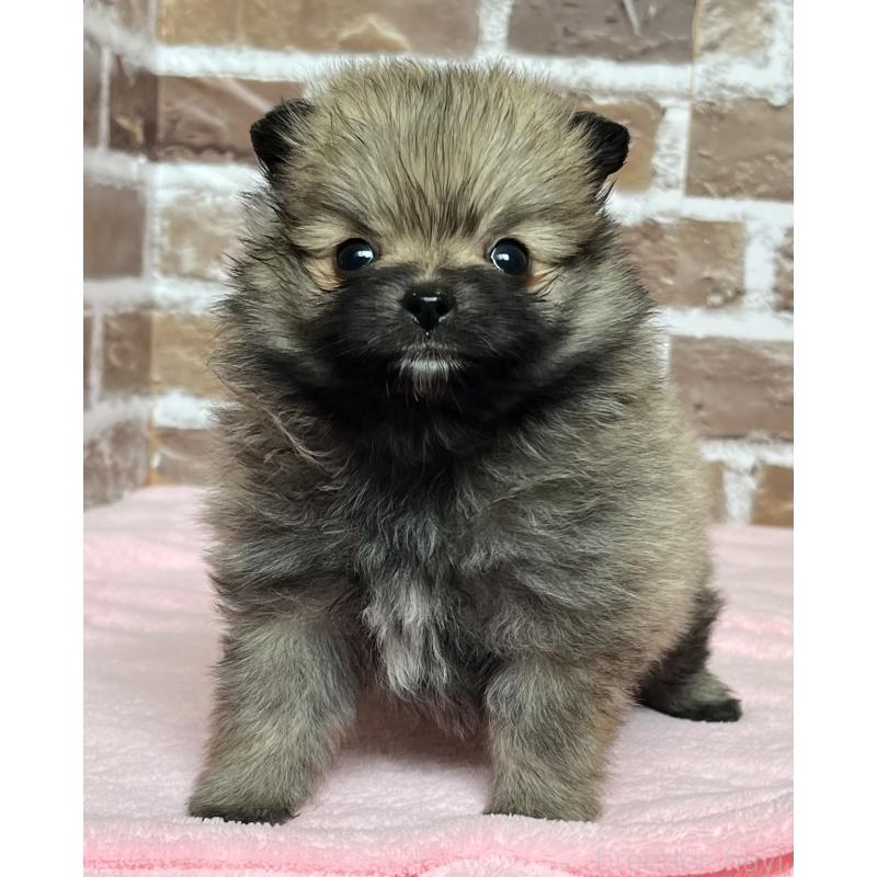 販売中の鹿児島県のポメラニアン-451232