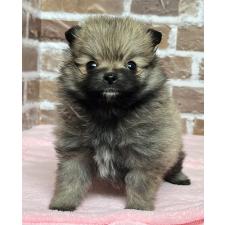 ♀︎ポメラニアン