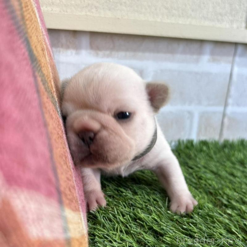 販売中の北海道のフレンチブルドッグ-452619の7枚目