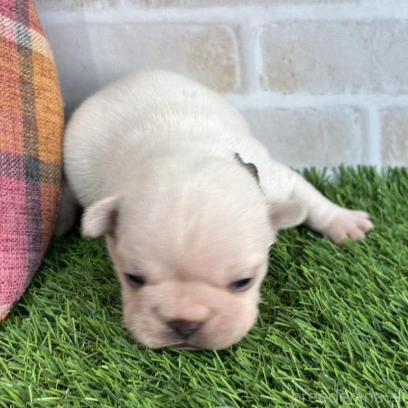 販売中の北海道のフレンチブルドッグ-452619の6枚目