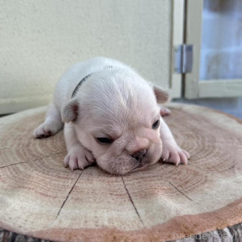 販売中の北海道のフレンチブルドッグ-452619の5枚目