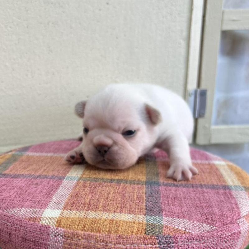 販売中の北海道のフレンチブルドッグ-452619の4枚目