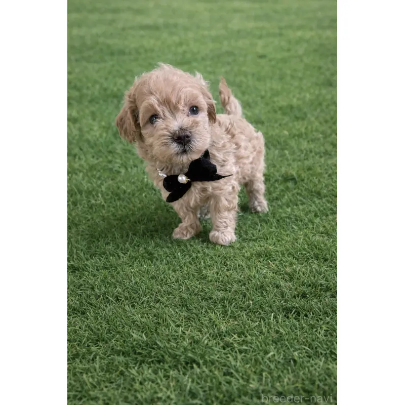 販売中の千葉県のマルプー:マルチーズ×トイプードル-452620の4枚目