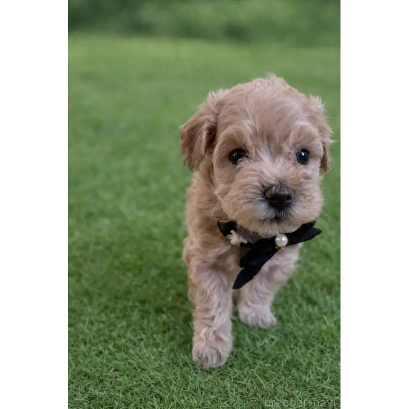 販売中の千葉県のマルプー:マルチーズ×トイプードル-452620の3枚目