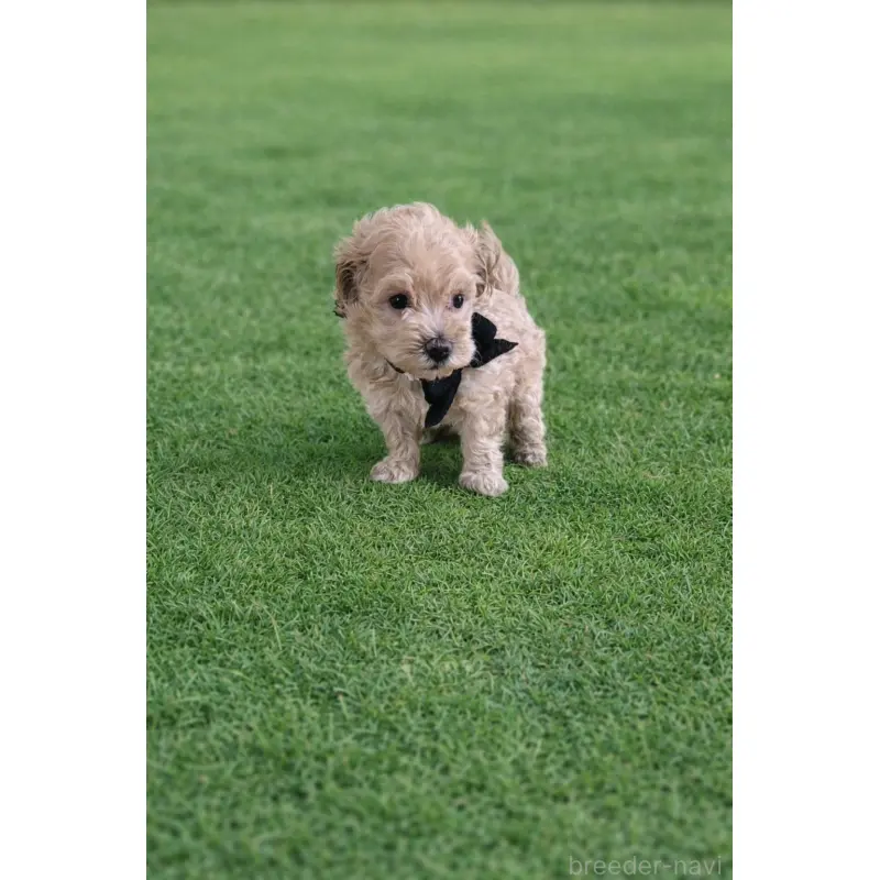 販売中の千葉県のマルプー:マルチーズ×トイプードル-452620の2枚目