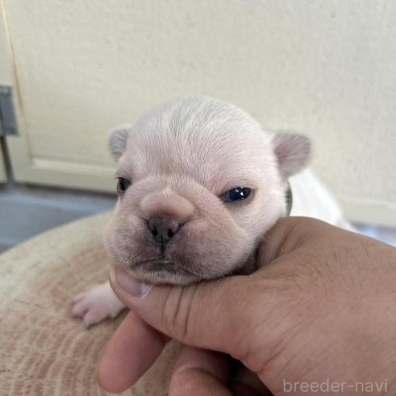 販売中の北海道のフレンチブルドッグ-452619の2枚目