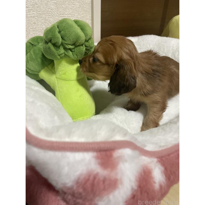 販売中の千葉県のミニチュアダックスフンド(ロングヘアード)-452624の2枚目