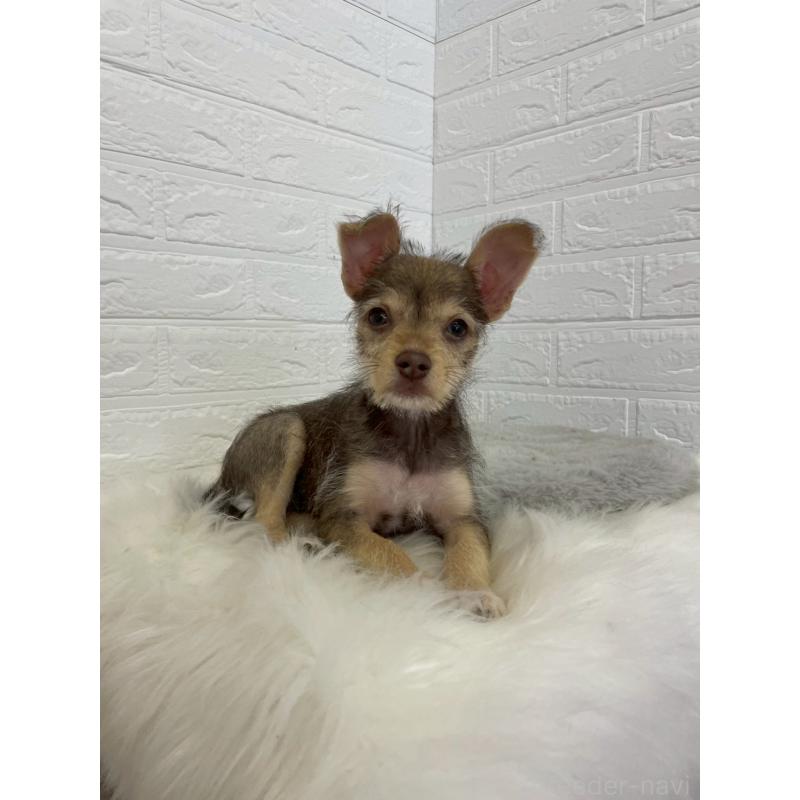 販売中の岡山県のミックス犬-447321の20枚目