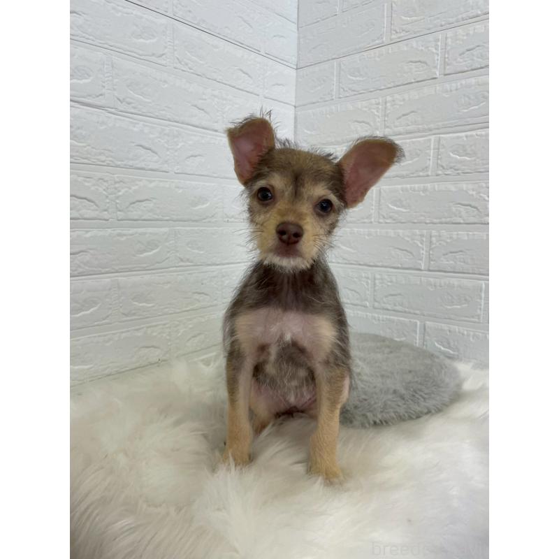 販売中の岡山県のミックス犬-447321の19枚目