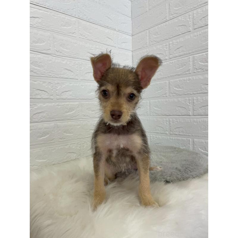 販売中の岡山県のミックス犬-447321の18枚目