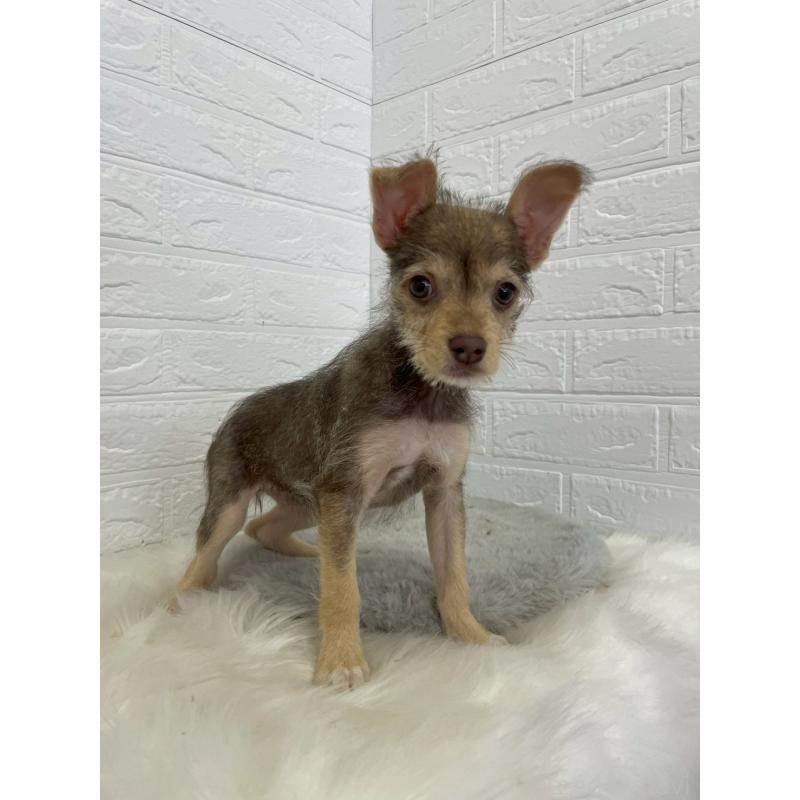 販売中の岡山県のミックス犬-447321の17枚目