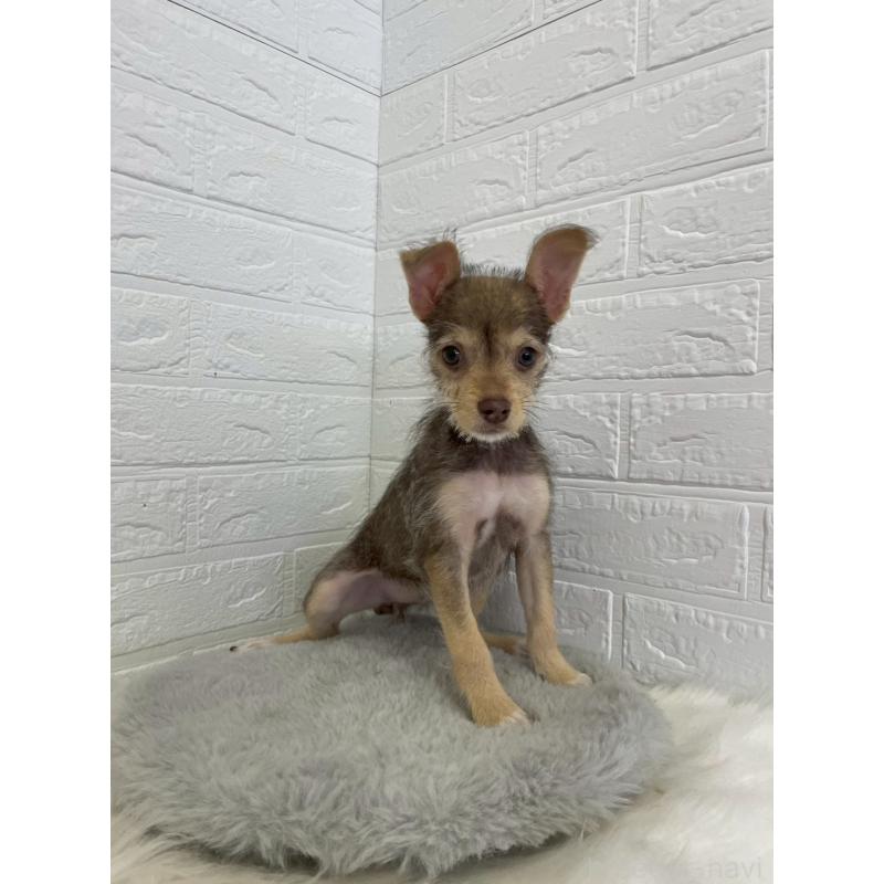 販売中の岡山県のミックス犬-447321の15枚目