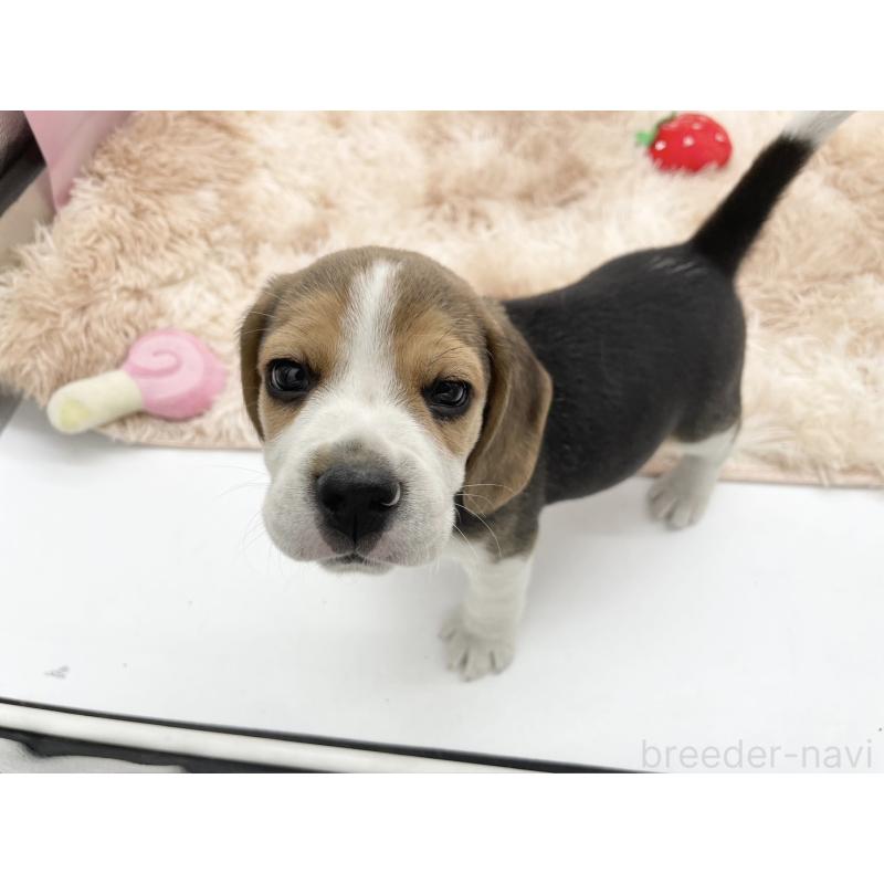 販売中の愛知県のビーグル-450301の7枚目