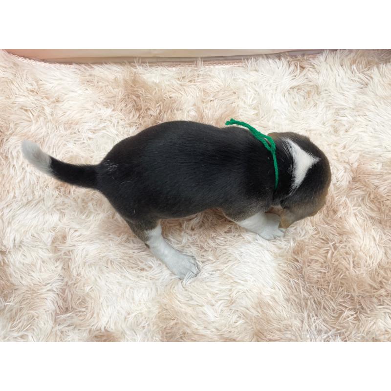 販売中の愛知県のビーグル-450301の3枚目