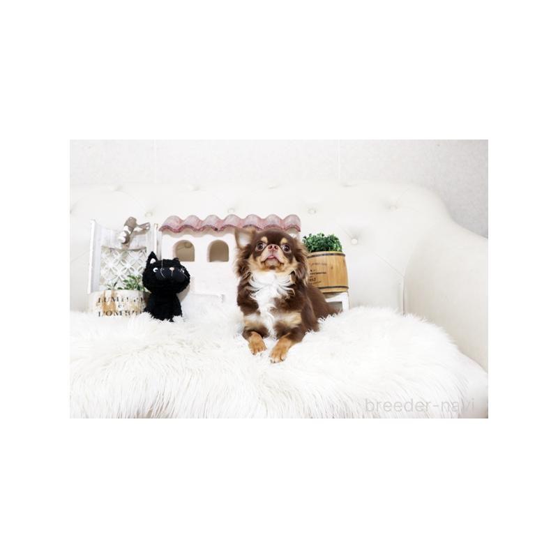 販売中の佐賀県のチワワ(ロングコート)-402915の3枚目