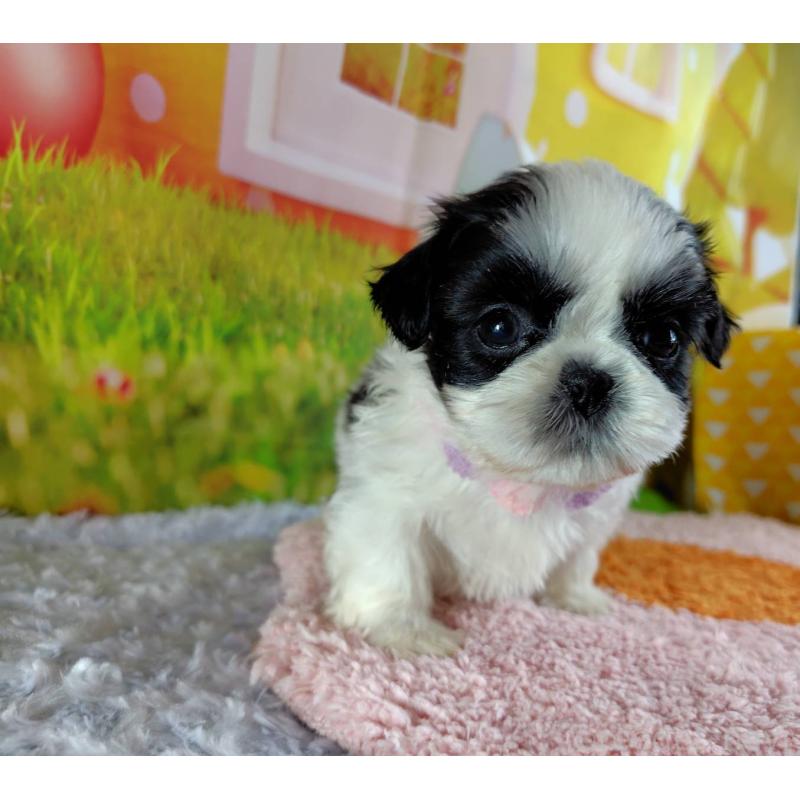 販売中の神奈川県のシーズー-447987