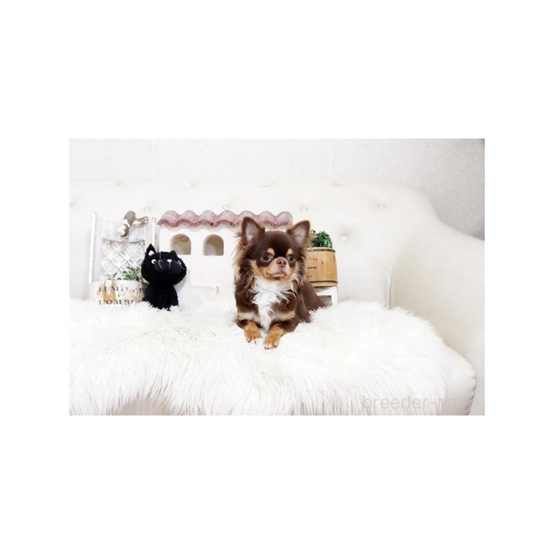 販売中の佐賀県のチワワ(ロングコート)-402915の2枚目