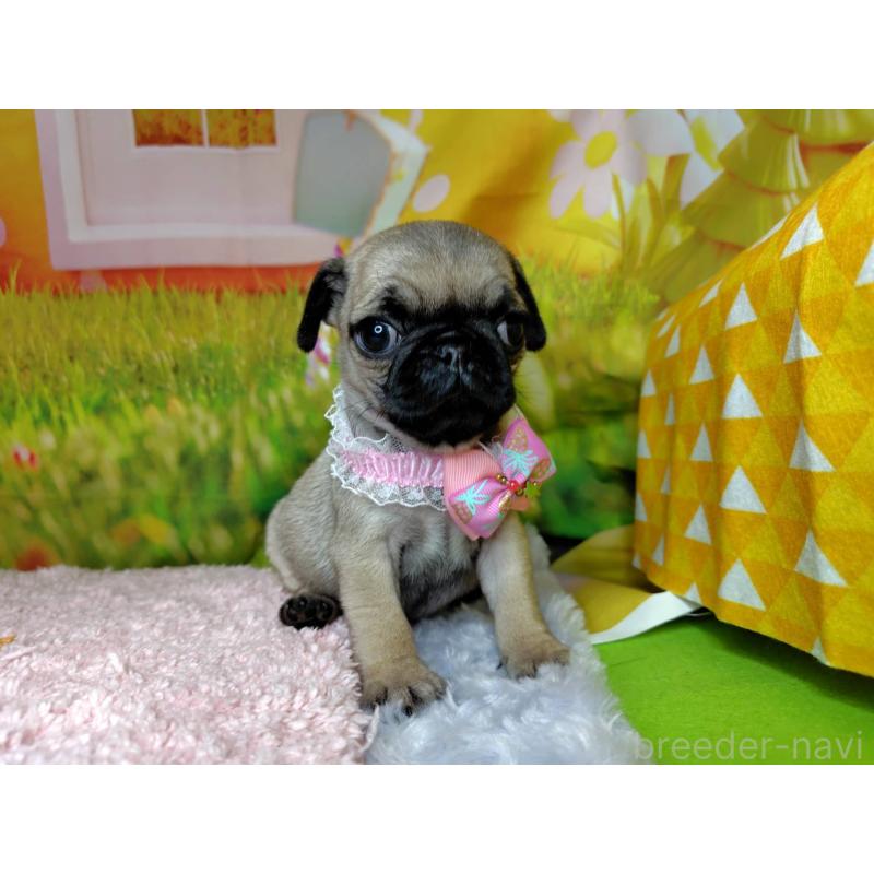 販売中の神奈川県のパグ-446606