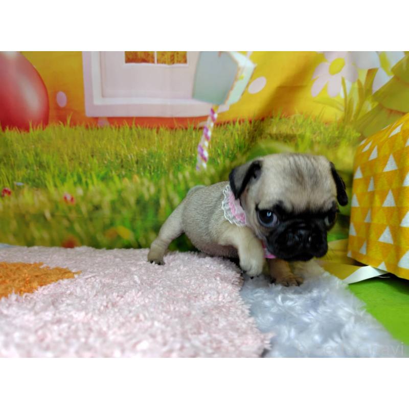 販売中の神奈川県のパグ-446606の4枚目