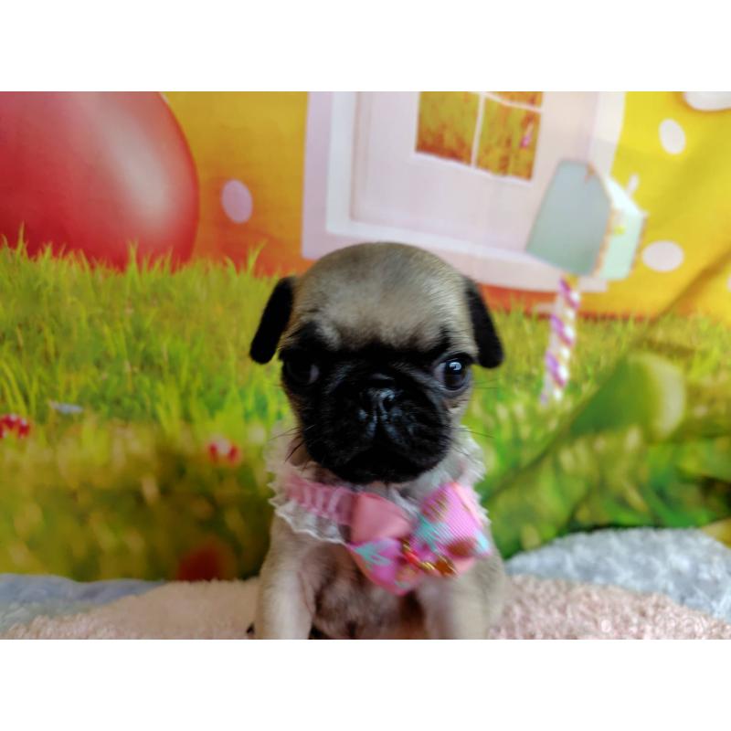 販売中の神奈川県のパグ-446606の3枚目