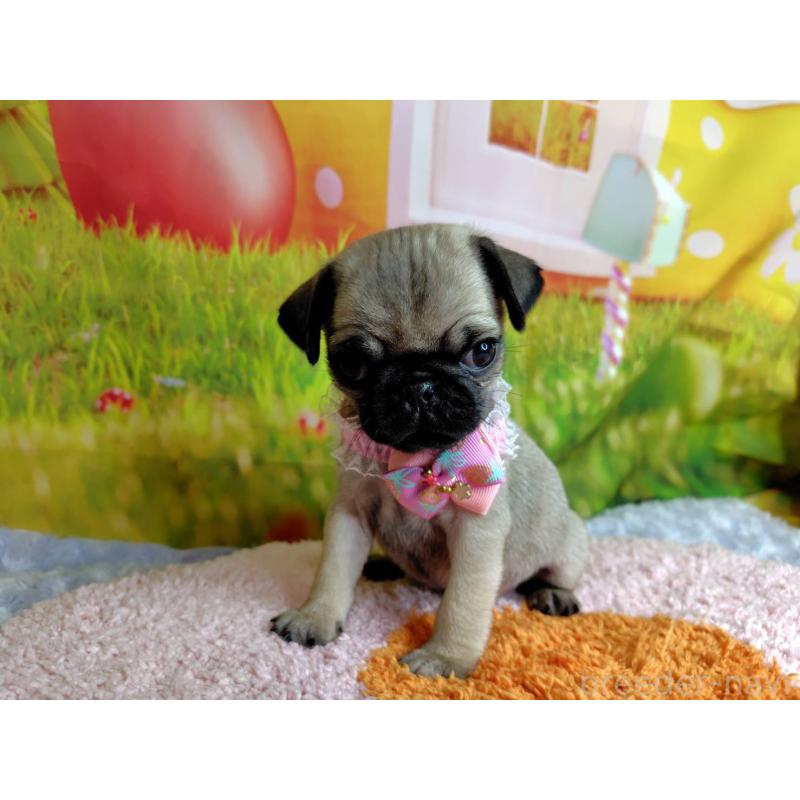 販売中の神奈川県のパグ-446606の2枚目