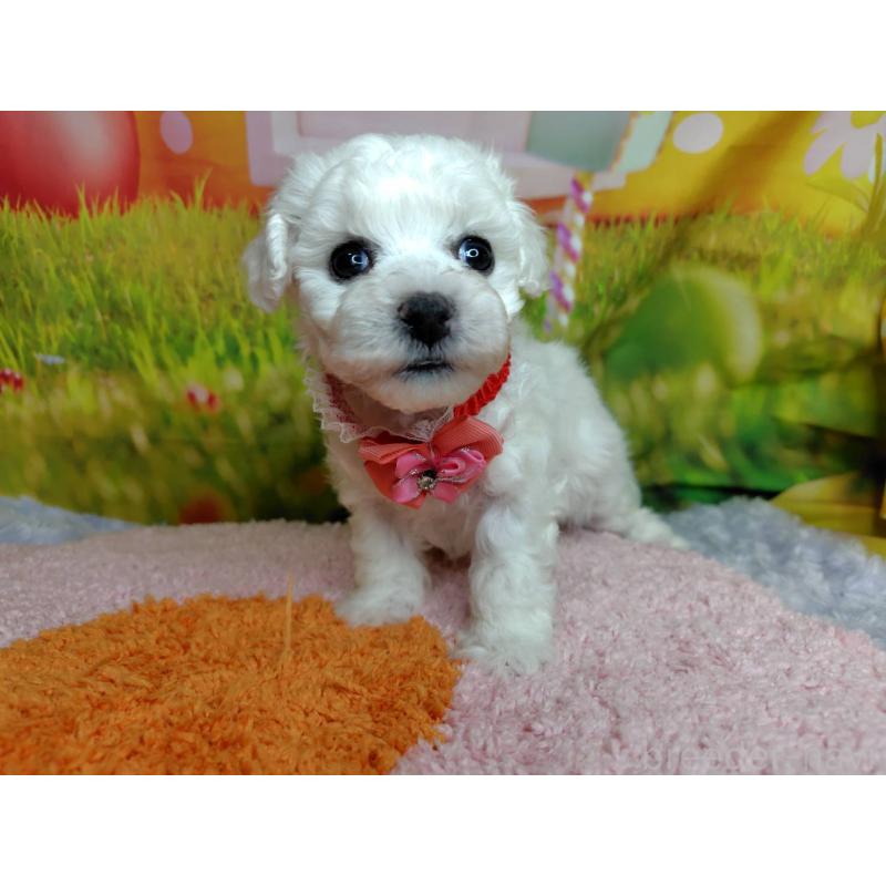 販売中の神奈川県のビションフリーゼ-449631