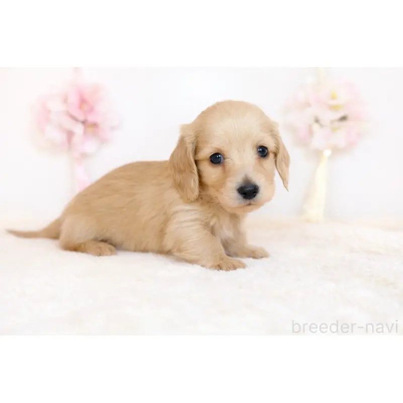 販売中の広島県のミニチュアダックスフンド(ロングヘアード)-452625の3枚目