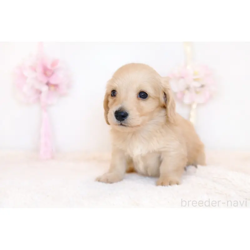 販売中の広島県のミニチュアダックスフンド(ロングヘアード)-452625の2枚目