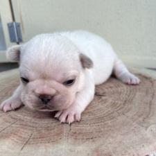 オンライン見学