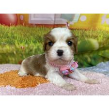 ♀︎キャバリアキングチャールズスパニエル