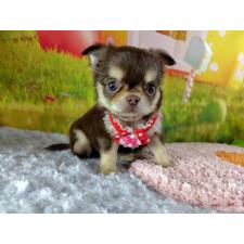 ♀︎チワワ(ロングコート)