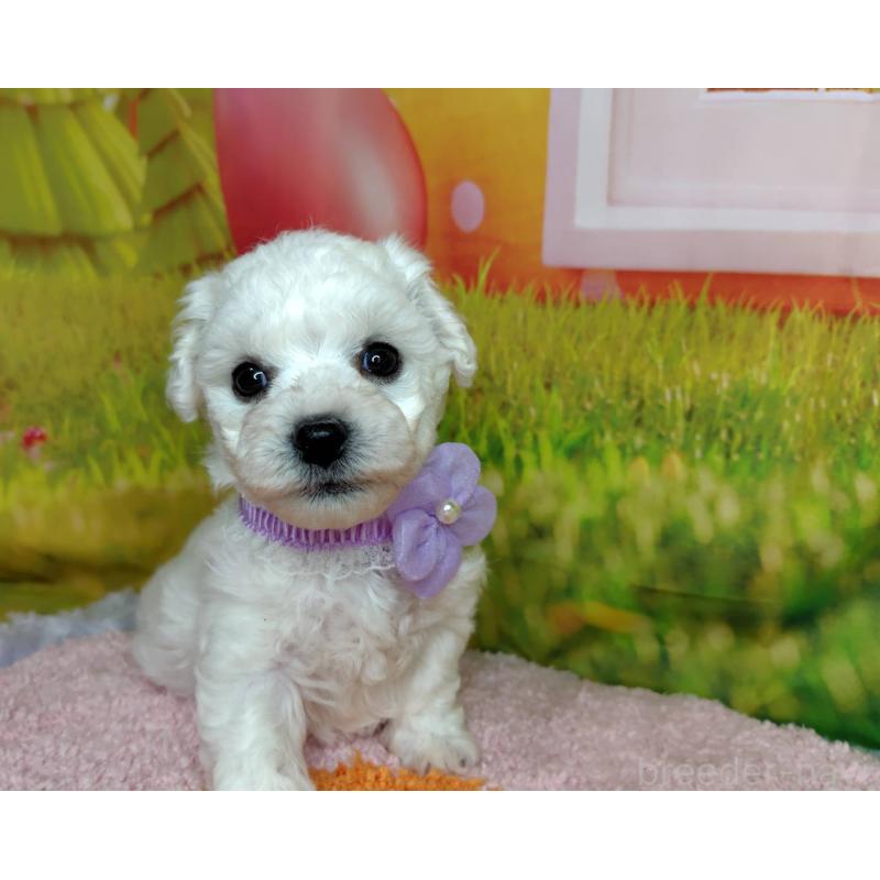 販売中の神奈川県のビションフリーゼ-449632