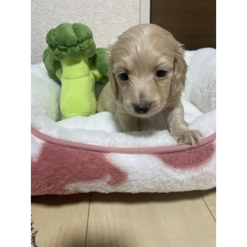 販売中の千葉県のミニチュアダックスフンド(ロングヘアード)-452630の8枚目