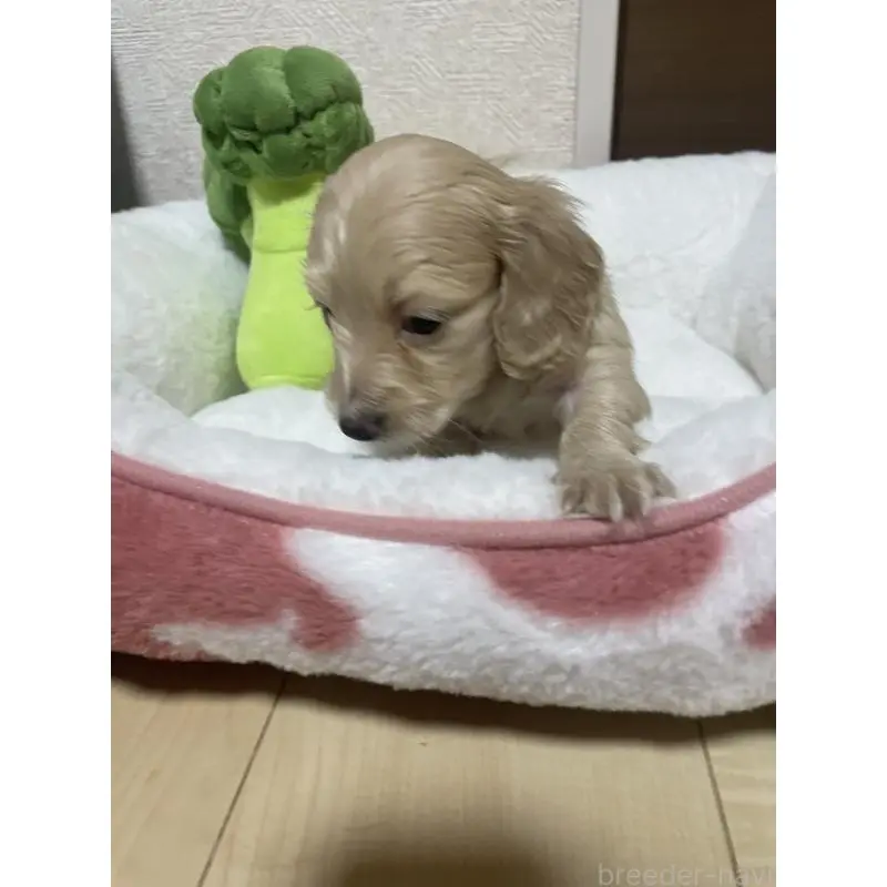 販売中の千葉県のミニチュアダックスフンド(ロングヘアード)-452630の7枚目