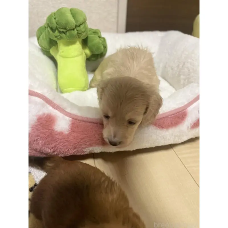 販売中の千葉県のミニチュアダックスフンド(ロングヘアード)-452630の6枚目