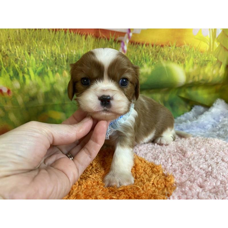 販売中の神奈川県のキャバリアキングチャールズスパニエル-450519