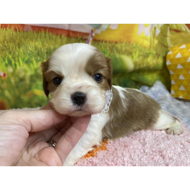 販売中の神奈川県のキャバリアキングチャールズスパニエル-450518