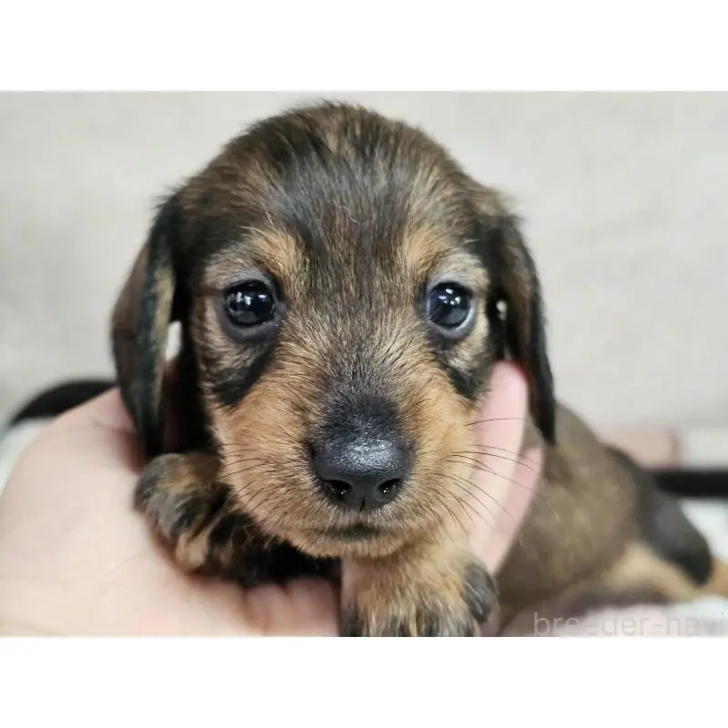 販売中の愛知県のミニチュアダックスフンド(ワイヤーヘアード)-452636の8枚目