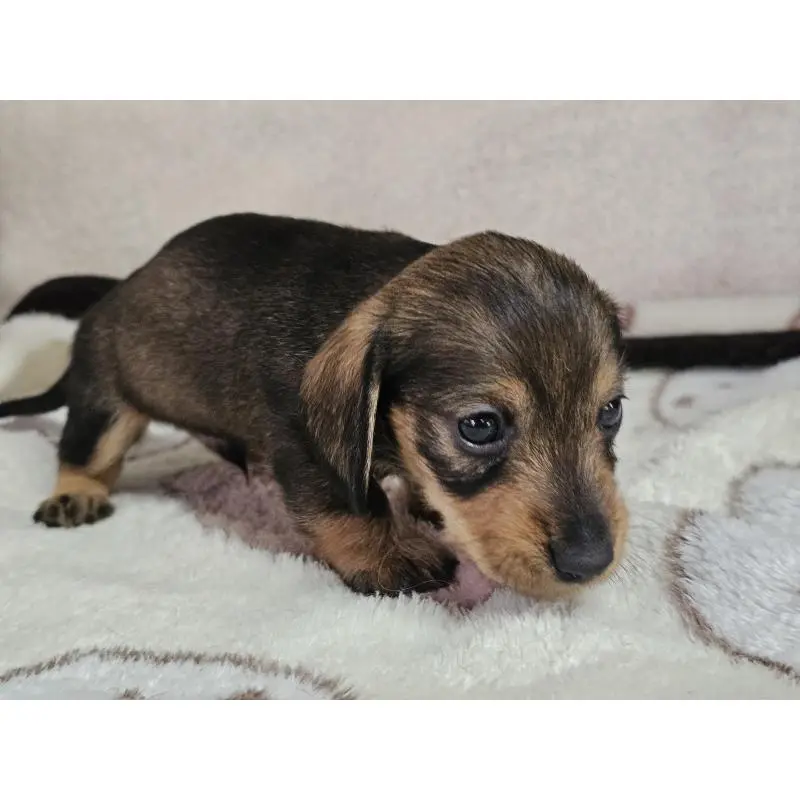 販売中の愛知県のミニチュアダックスフンド(ワイヤーヘアード)-452636の3枚目