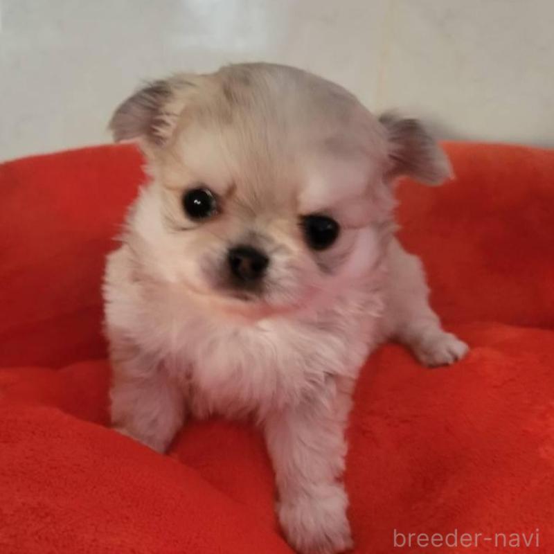 販売中の大阪府のチワワ(ロングコート)-451720