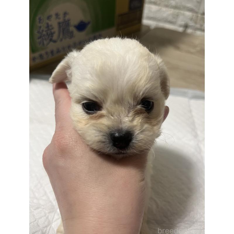 販売中の大阪府のミックス犬-452633の4枚目